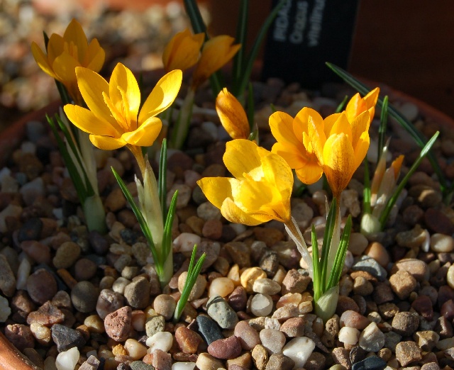 Crocus vitellinus